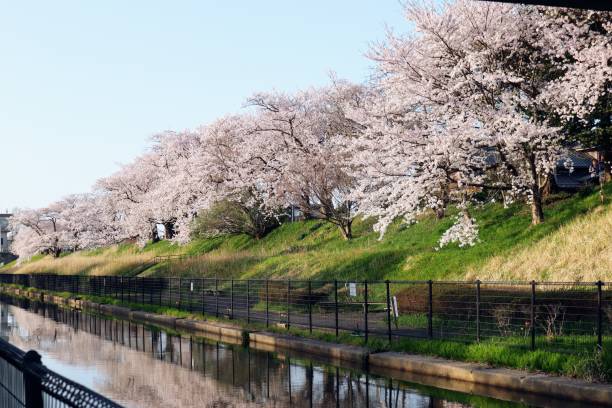 istock Scenery of Japanese river and cherry blossom trees 1640312741