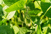 Close-up of ripening soybeans. Fresh green soybeans. Soybean harvesting season