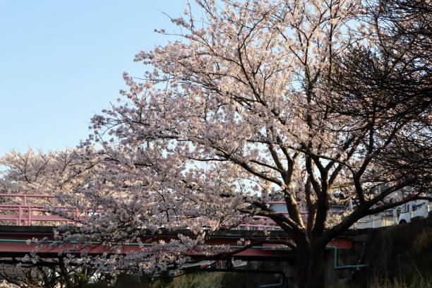 istock Scenery of Japanese bridge and cherry blossoms in full bloom 1640316604