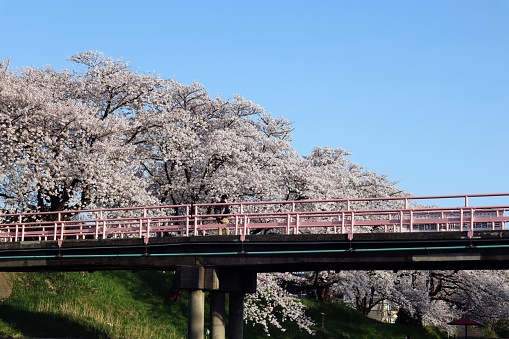 A photo of a Japanese bridge and a landscape of cherry blossoms in full bloom