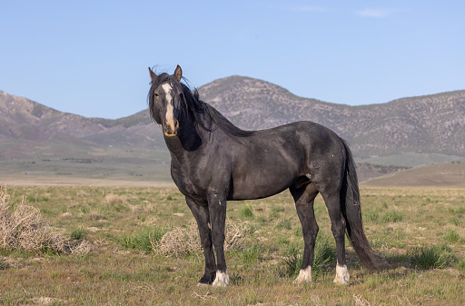 a beautiful wild horse in springtime in the Utah desert