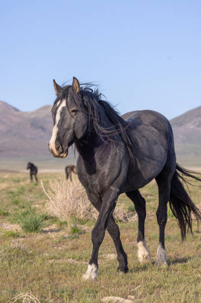 Wild Horse in the Utah Desert in Springtime stock photo