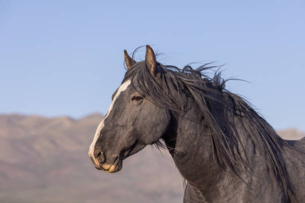 istock Wild Horse in the Utah Desert in Springtime 1640322200