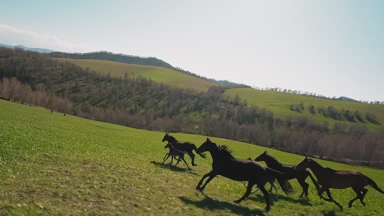 Lively horses with healthy little foals run uphill in valley