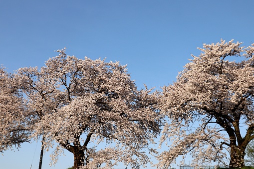Japanese blue sky and cherry blossom landscape photo