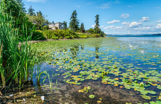 istock Lake Washington Lily Pads 1640339399