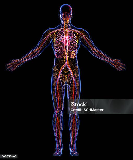 Circulatory And Lumpatic Systems Stock Photo - Download Image Now - The Human Body, Digitally Generated Image, Biomedical Illustration