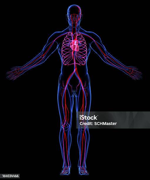 Ludzki Układ Krążenia - zdjęcia stockowe i więcej obrazów Ciało ludzkie - Ciało ludzkie, Opieka zdrowotna i medycyna, Podobizna człowieka