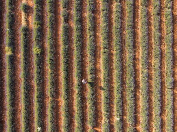 istock The lavender fields in Brihuega close to Madrid 1640353169