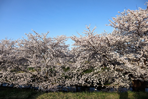 Japanese blue sky and cherry blossom landscape photo