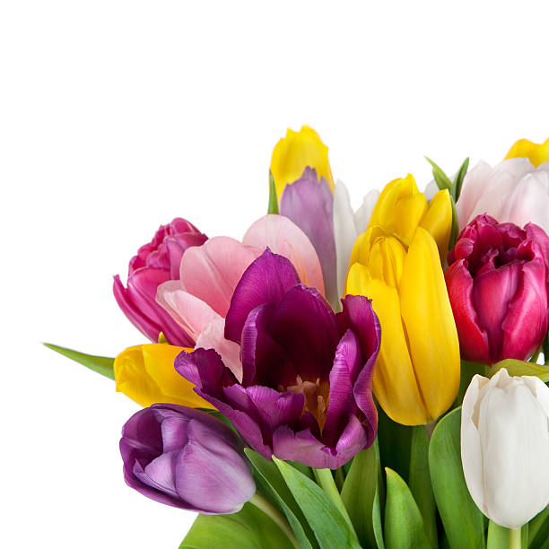 istock beautiful spring tulips flowers 164036425