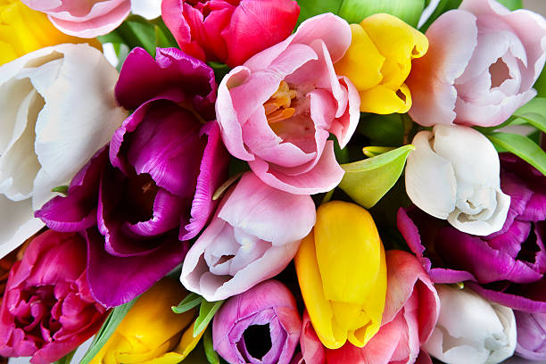 istock Tulips - beautiful spring flowers. Background 164037591
