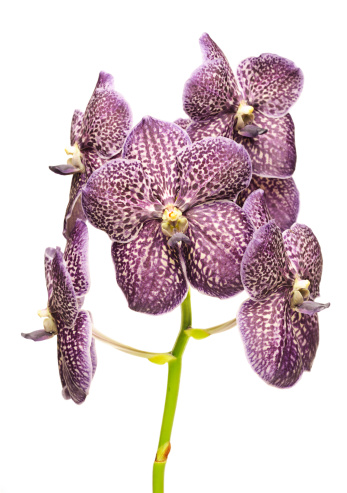 Tropical orchid on white background.
