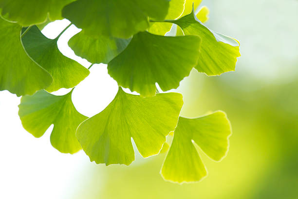 ginkgo biloba - nogueira do japão - fotografias e filmes do acervo