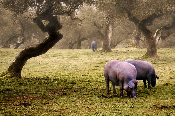 Iberian pig in the meadow stock photo