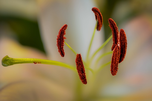 A close-up of the lily stamen on the blurry green background