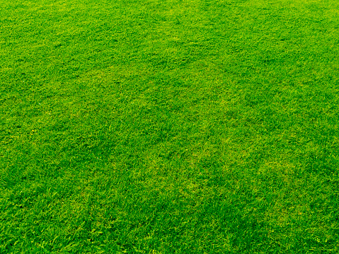 Green grass texture background with shallow depth of field.