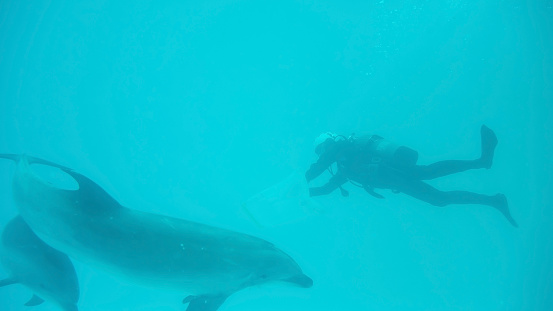 Diver feed food to sea dolphins in Nagoya aquarium, Japan.