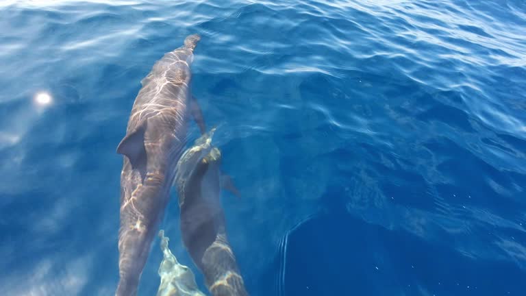 Slow motion close-up shot of dolphins swimming in the ocean