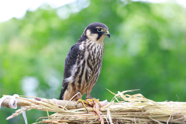 Falcon eating its prey on a wooden post