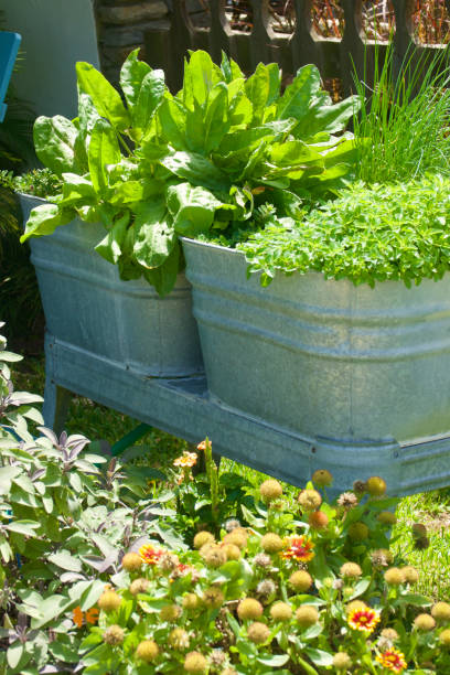 istock Raised vegetable garden in the back yard 1640447299