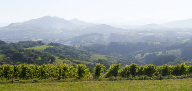 istock Farm with vineyards for wine production, Spain 1640450017