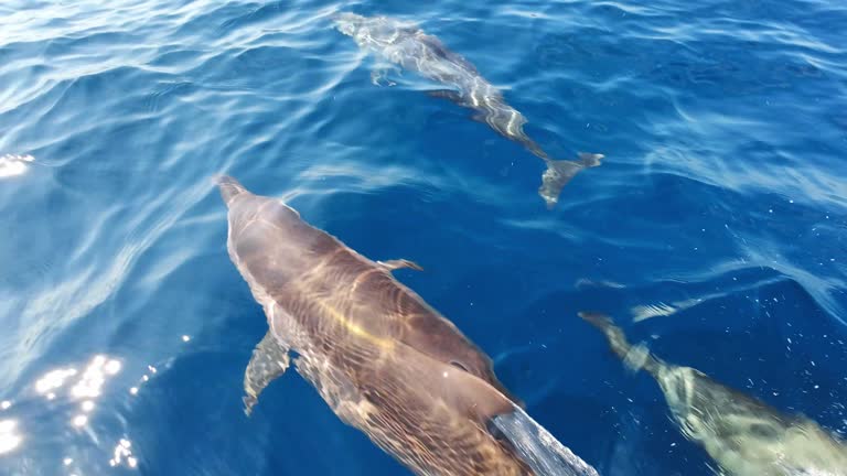 Slow motion close-up shot of dolphins swimming in the ocean