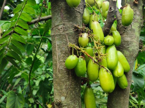 istock Averrhoa Bilimbi Linn 1640479099