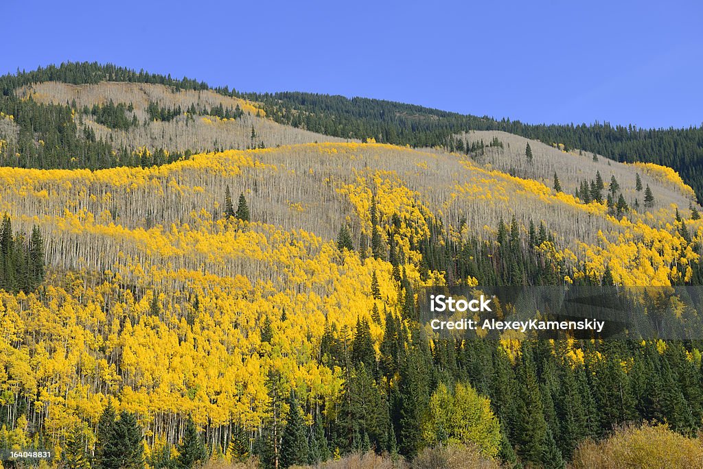 노란색 및 초록색 아스펜과 of Colorado - 로열티 프리 0명 스톡 사진