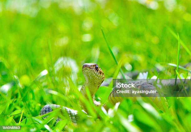 Nizza In Serpente - Fotografie stock e altre immagini di Chroma key - Chroma key, Serpente - Rettile, Abbigliamento mimetico