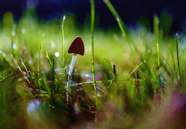 Small forest mushroom in the grass in sunlight