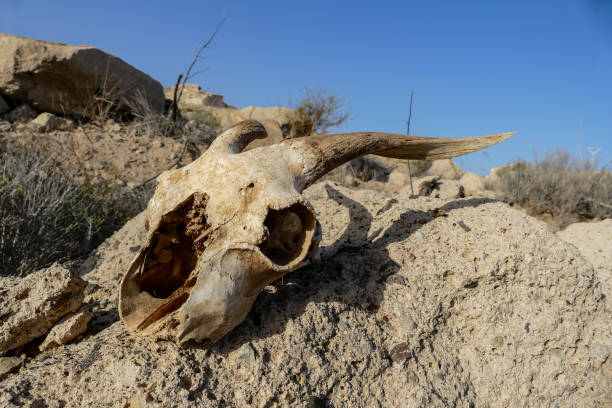 istock Dry Goat Skull Bone, Goat Skull background in the desert 1640491085