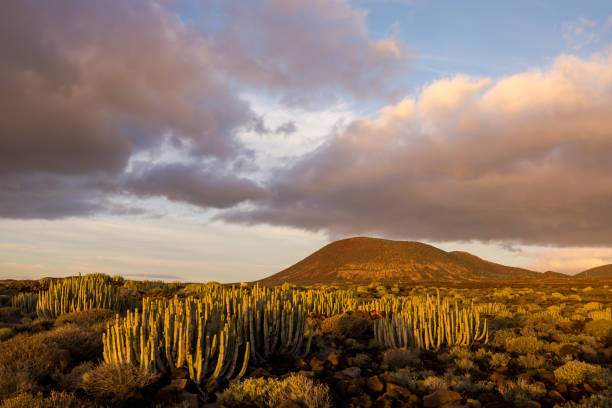 istock Cactus Desert Sunset in Tenerife Canary Island 1640491624