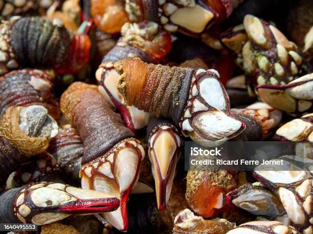 Barncle Without Shell Barnacle Stock Photo - Download Image Now - Barnacle, Animal, Animal ...
