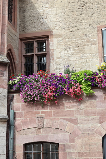 Göttingen, Germany - 18 August 2023: 
Flowers on the facade of the Göttingen town hall building