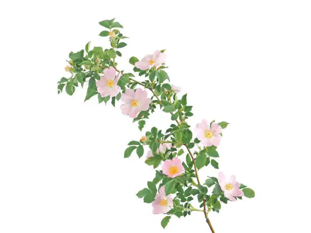 Branch of wild dog rose with pink flower isolated on white, wild floral card