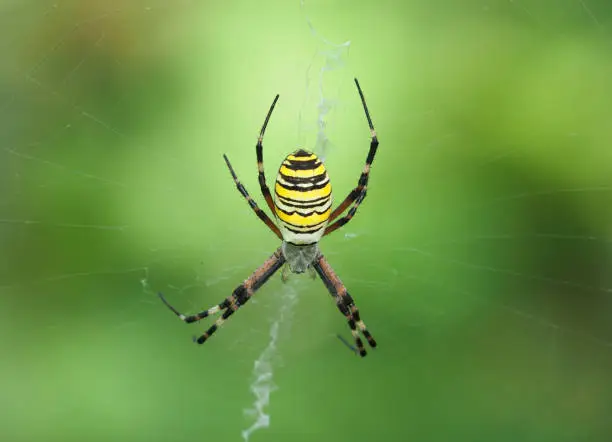 The wasp spider on the silk net, Argiope bruennichi