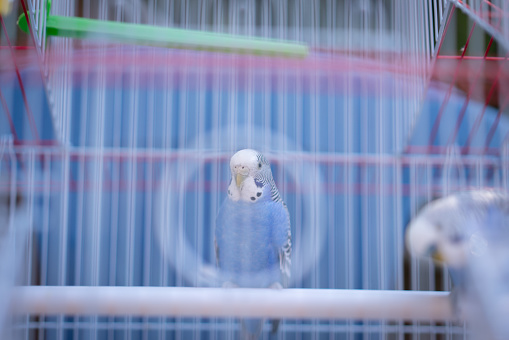 Two blue budgerigars preening