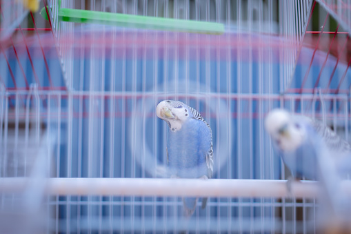 Budgerigar close up on the birdcage. Budgie and bell