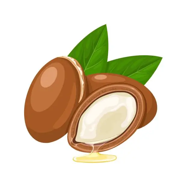 Vector illustration of argan nut