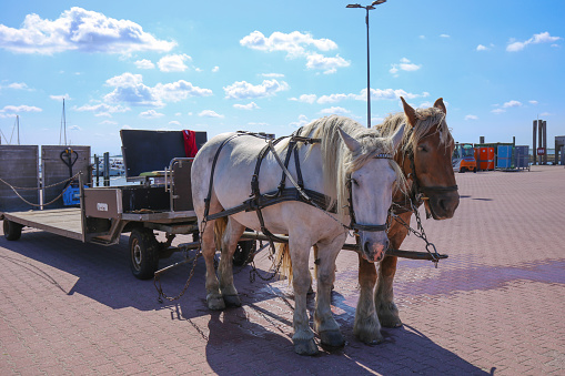 Baltrum, Germany, August, 21, 2023 -  Horse Carriage for Luggage, at the ferry port, East Frisia,