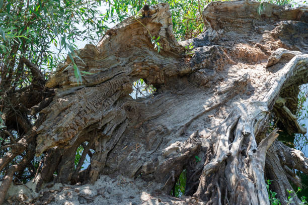 istock Fallen trunk old tree. Big snags in the forest. 1640538646
