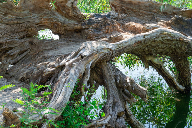 istock Fallen trunk old tree. Big snags in the forest. 1640538647