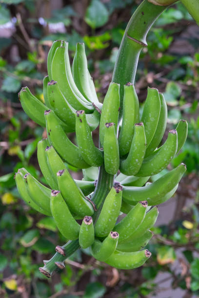 istock Bunch of Canary bananas 1640555952