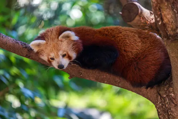 Portrait of Ailuridae Red Panda eating bamboo leaves
