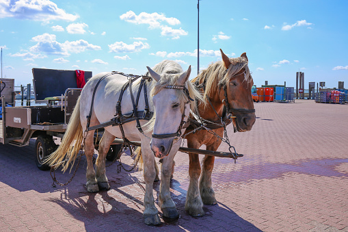 Horse Carriage for Luggage, at the ferry port, Baltrum, East Frisia, Germany