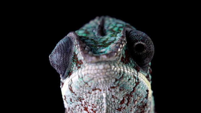 Chameleon Macro