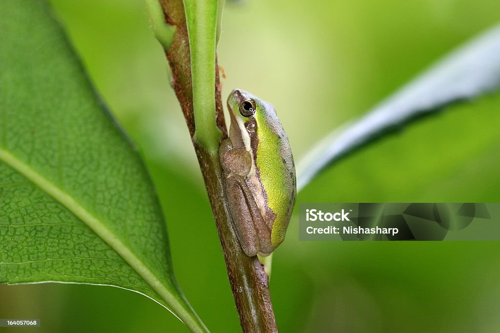 Dwarf zielony i Złoty tree frog - Zbiór zdjęć royalty-free (Biały)