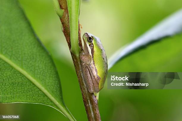 Dwarf Zielony I Złoty Tree Frog - zdjęcia stockowe i więcej obrazów Biały - Biały, Bliskie zbliżenie, Część ciała zwierzęcia