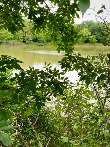 istock Peaking through the trees to see a pond 1640574646